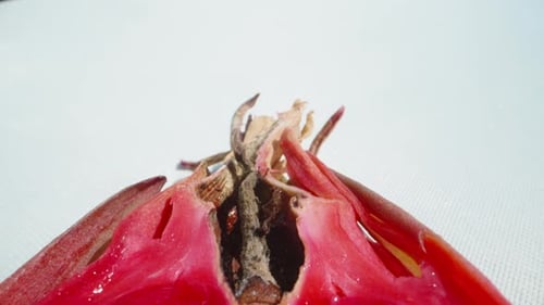 Half a red pitahaya, dragon fruit, seeds. Dolly slider extreme close-up. Laowa Probe