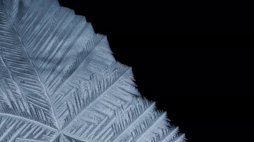 Intricate Frost Crystal Formation on Black Background