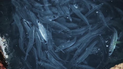 Un banc de petits poissons-appâts piégés dans un bassin peu profond