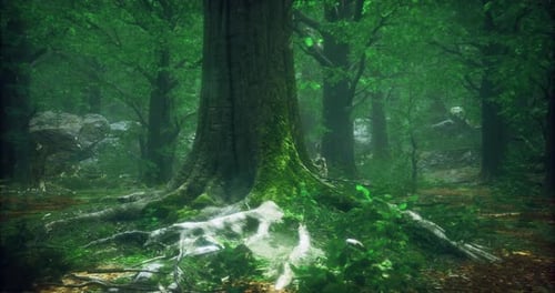 Majestic Ancient Tree in a Vibrant Forest with Lush Greenery