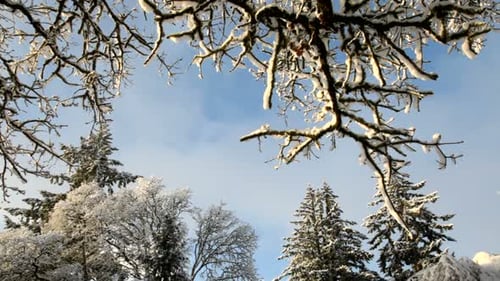 Snow Falling Through Winter Trees Against Blue Sky