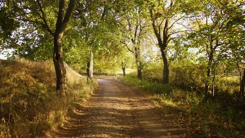 Stone Road Leading Down Sunlight Shines Through Leaves of Trees Stunning Picture of Nature