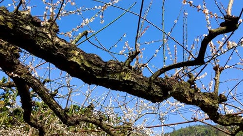 Spring Blossoms Against Blue Sky
