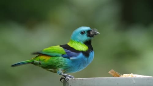 Tangara de cabeza verde comiendo fruta, pájaro en la selva tropical del Atlántico, de cerca