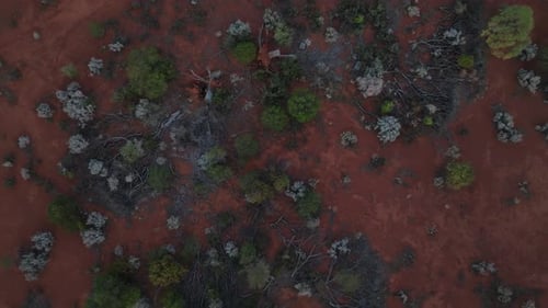 Rising drone clip showing native vegetation of Australian outback habitat