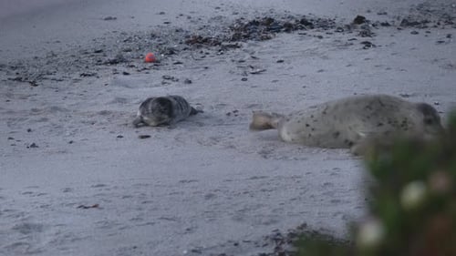 Spotted Seal and Pup Resting on Beach