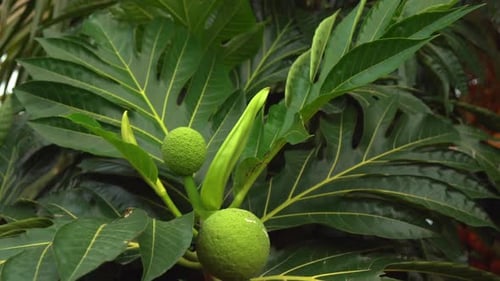 Brotfrucht (Artocarpus altilis) ist eine blühende Baumart aus der Familie der Maulbeer- und Jackfruchtgewächse