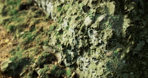 Slow Pan Over Textured Mossy Rock Surface