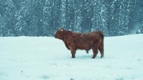 Highland Cattle Cows Stand in Snowy Field