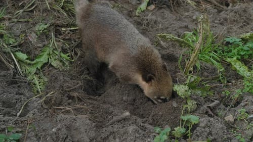 Curious coati foraging in lush forest soil. Ideal for wildlife documentaries or educational content.
