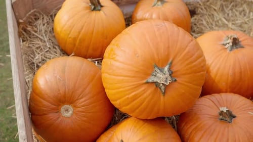 Pumpkins in a Wooden Crate with Straw