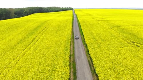 Aerial of Car on Road between Yellow Canola Field in Spring Season