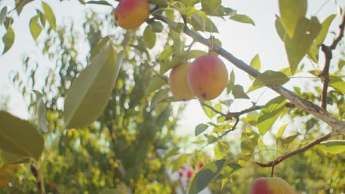 Ripe Pears Hanging on a Tree Branch with Sunlight Filtering Through Organic Fruit Harvest Concept