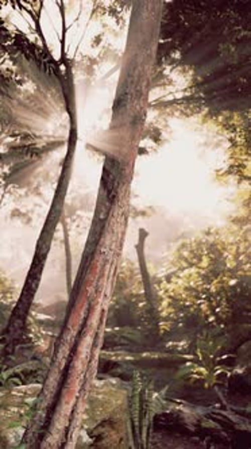 Sunlight Filtering Through Trees in Forest