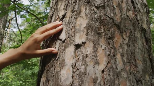 Hand einer Frau untersucht Kiefernrinde im Holz