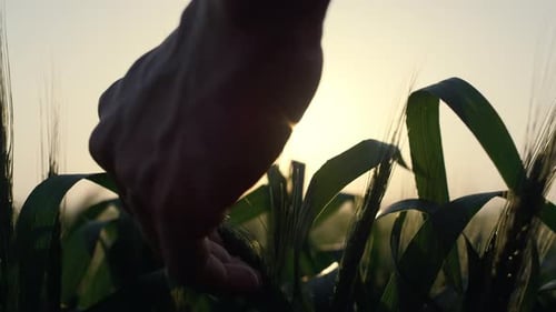 Agrarian Hand Holding Green Spikes Wheat Spikelet on Evening Sunlight Close Up