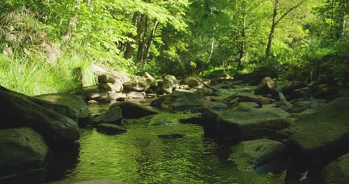 A serene forest stream flows over rocks surrounded by vibrant green plants under dappled sunlight fi
