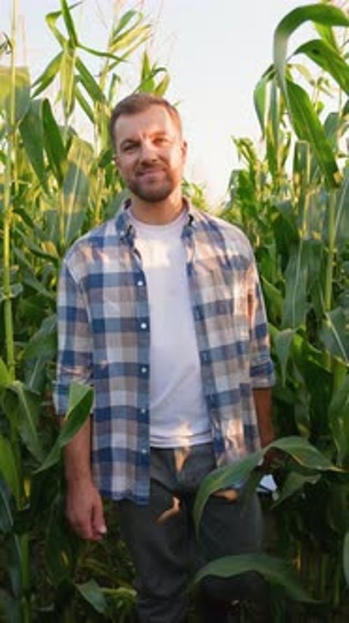 Young Farmer Inspecting Ripe Corn Crop in a Field