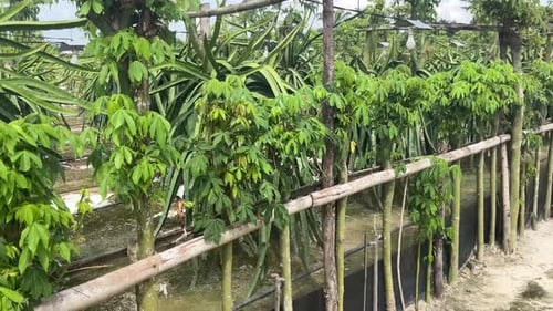Rows of Cassava Plants Growing in Rural Farm