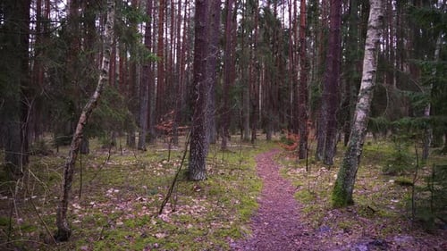 the shot of a forest path in the middle of the dense forest. Gimbal shot. dense forest with mossy tr