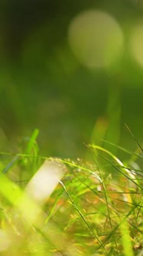 Sunlit Green Grass Close Up In Vertical Orlowo Forest