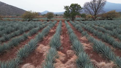 Aerial image of an agave field in Tequila, Jalisco 12