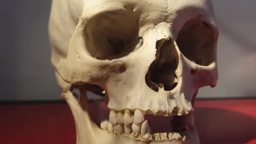Humanity after death. Review of a human skull with grey background on a red table. Spooky skull with