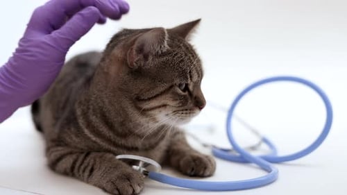 Gentle Vet Checkup for Grey Tabby Kitten