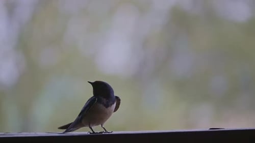 Close-up of a cute little barn swallow