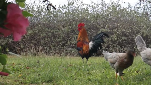 Rooster and Chickens Walk on Grass with Wind Blowing