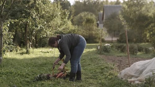 Woman is Bent Over Sorting Crop of Vegetables on Sunny Farm