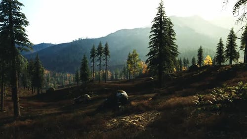 Mountain Landscape with Pine Trees and Golden Autumn Leaves