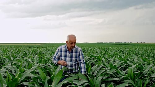 Senior farmer walking in corn field examining crop.