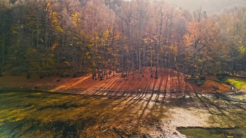 Forêt et lac