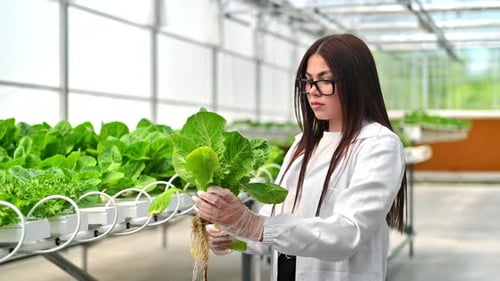 Laboratory technician in a white coat, analysing lettuce grown with the Hydroponic method in a green