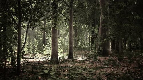 Misty Beech Forest on the Mountain Slope in a Nature Reserve
