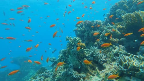 Beautiful Underwater World of the Red Sea Many Colorful Fish Live Near the Colorful Coral Reef