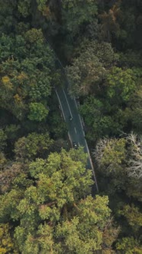long road in jungle