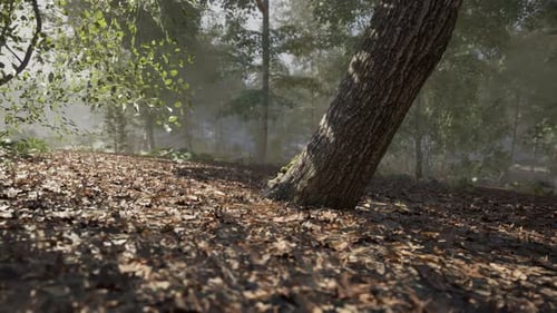 A Tilted Tree Surrounded By Fallen Leaves in a Misty Forest During Daylight