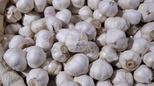 Fresh and raw garlic the market. garlic is widely available in the market. garlic bunch at a local m
