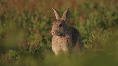 Colourful Bunny Rabbit Sitting Staring in Tall Golden Grass, Rabbit in Picturesque Golden Lighting S