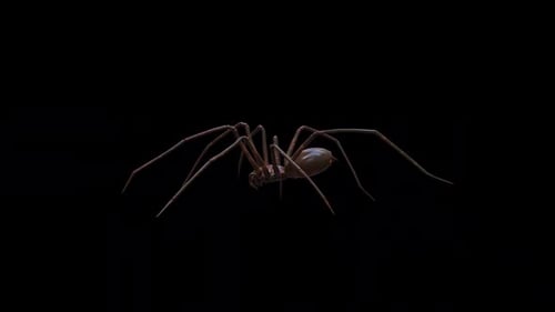Africa Spider Walk