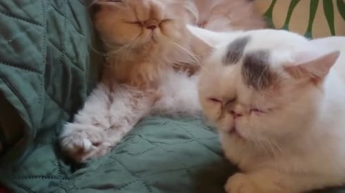 Two Cats Napping Comfortably on Green Quilt