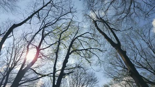 Tall Trees Reaching to Pale Blue Sky