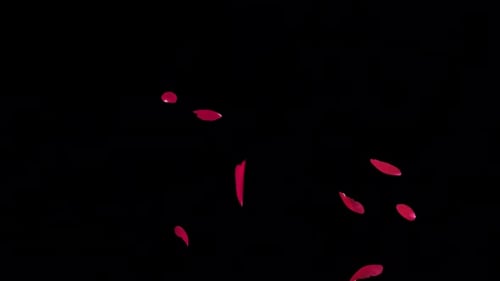 Red Rose Fall Loop auf Alpha