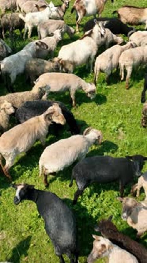 A Top View Of A Flock Of Sheep Grazing On A Meadow Of A Green Field