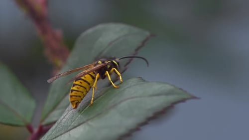 Queen Bee on Leaf