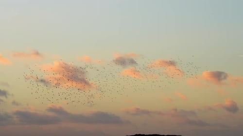 Flock of Birds Flying at Sunset