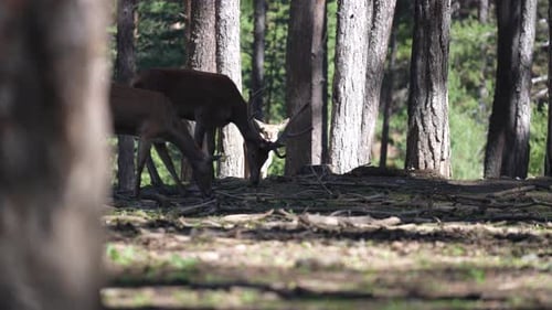 Deers In Forest Farm