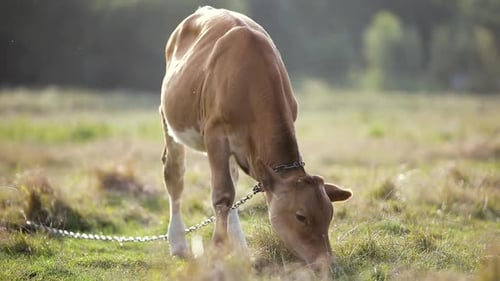 Domestic Cow Grazing on Farm Pasture with Green Grass